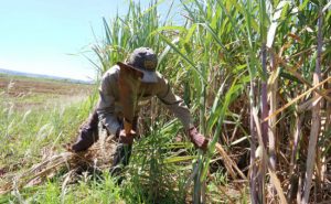 MPT flagra irregularidades trabalhistas em fazendas de corte de cana em cidades da região