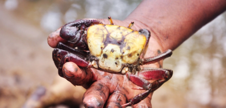 Caravelas: Aplicativo vai auxiliar no consumo sustentável do caranguejo nos manguezais da região