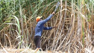 Safra de cana-de-açúcar se recupera no Nordeste