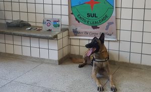 Teixeira: Com auxílio de cão farejador, CAEMA localiza drogas e prende traficante