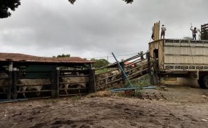 Teixeira: Policia Civil desmonta a maior quadrilha de furto de gado da região