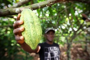 Projeto propõe mais cacau no chocolate para beneficiar lavoura