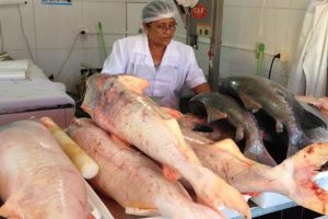 1/3 do peixe congelado consumido na Bahia vem da China