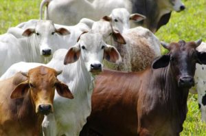 Campanha contra febre aftosa deve vacinar 9,8 milhões de bovinos e bubalinos