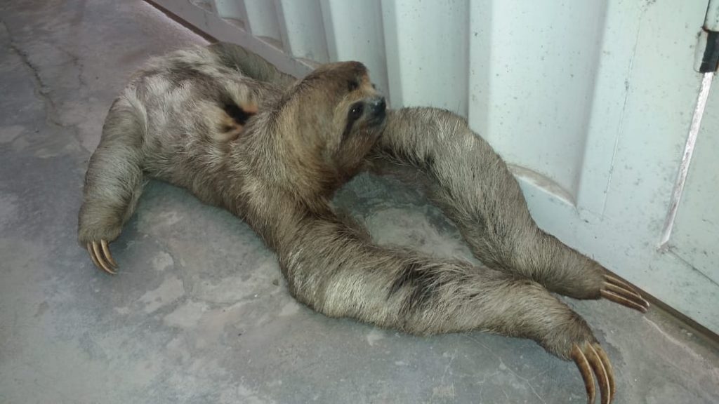 Bicho-preguiça é resgatado próximo ao Parque Monte Pascoal