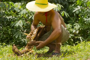 Mandiocultura implanta 15 maniveiros no extremo sul