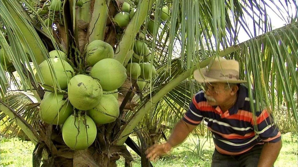 Censo revela as frutas mais produzidas na Bahia