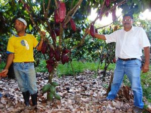 Produtores de cacau devem voltar a acessar crédito rural