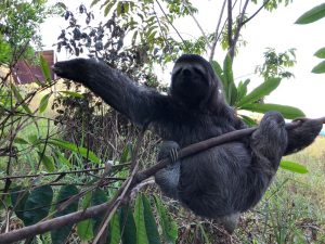 Bicho preguiça é resgatado ao fugir de incêndio em Trancoso