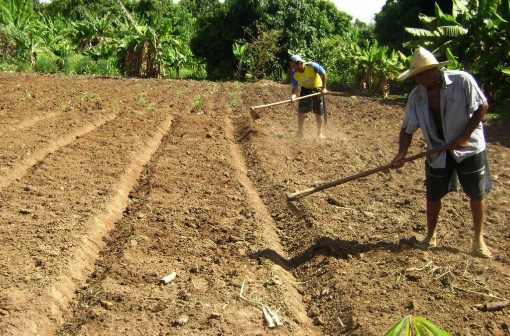 Sem Terra produzem em área degradada de Alcobaça