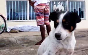 Homem é assassinado em calçada e cachorro de vítima fica ao lado do corpo