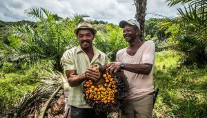 Prado e Belmonte são destaque na produção de dendê