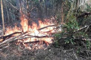 Incêndio ameaça aldeias pataxós no parque do Monte Pascoal