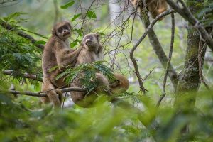 Governo protege macacos do rio Jequitinhonha