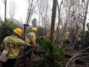 Surgem novos focos de incêndio no Parque Nacional do Monte Pascoal