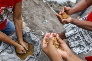 MST planta cinco hectares de arroz orgânico em Prado