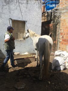 Fiscalização apreende equino vítima de maus tratos