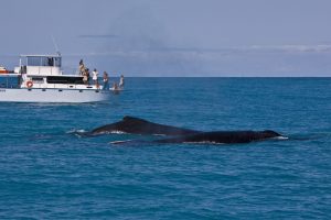 Arquipélago de Abrolhos celebra 36 anos com muita festa