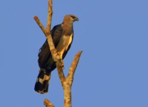 Gavião muito raro é fotografado em Porto Seguro