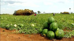 Final da Safra de Melancia em Teixeira de Freitas