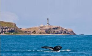 Ambientalistas protestam contra exploração de petróleo em Abrolhos