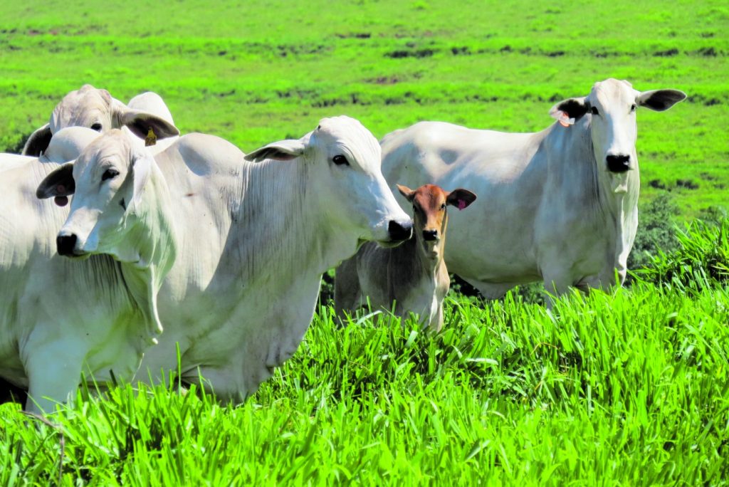 Itamaraju: Projeto levanta custos de produção da pecuária de corte