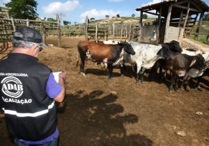 Bahia inicia 1ª etapa da vacinação contra a Febre Aftosa em 2019