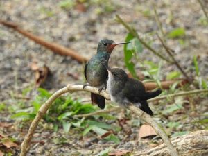 Porto Seguro terá o 2º Festival de Aves na semana da Mata Atlântica