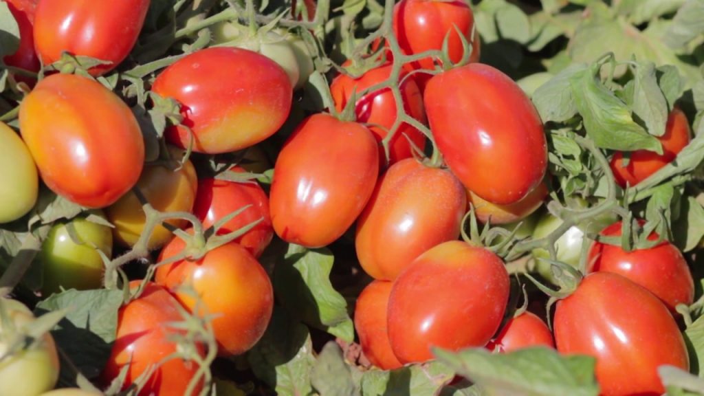 IBGE prevê crescimento de 20% na produção baiana de tomates