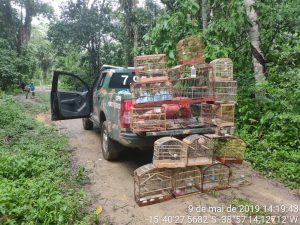 CIPPA apreende 54 pássaros da fauna em 3 municípios da região