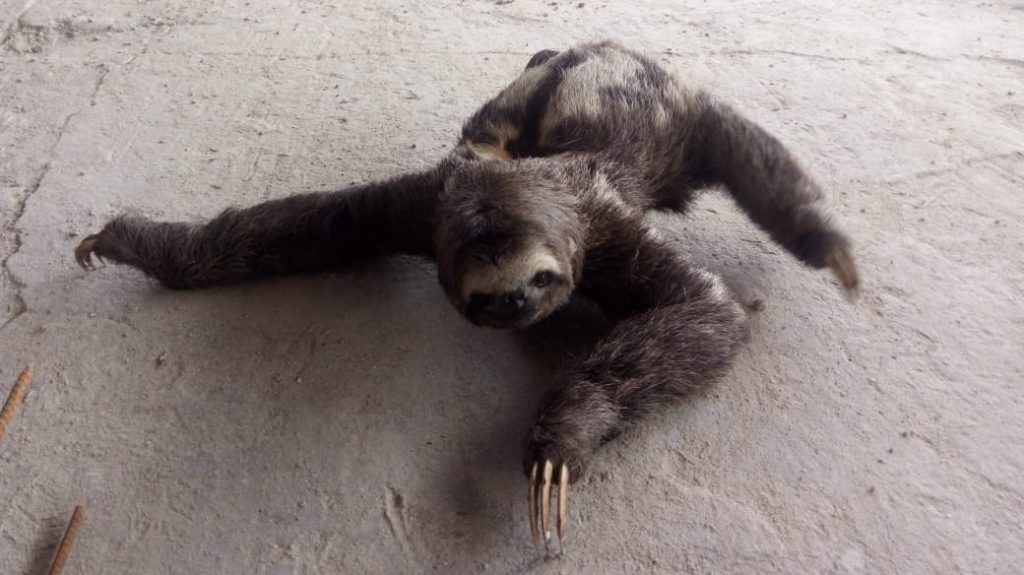 Itamaraju: Bicho-preguiça é resgatado no bairro Canãa