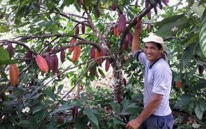 Bahia volta a liderar produção de cacau no país