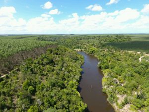 Suzano promove restauração ambiental na região