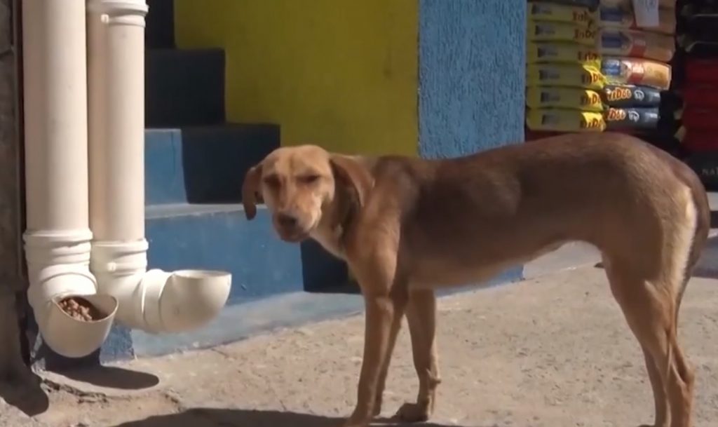 Teixeira: Moradores se unem para alimentar cães de rua