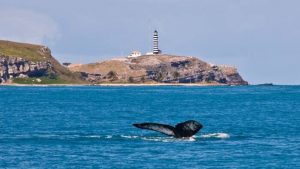 Primeiras jubartes são vistas em Abrolhos