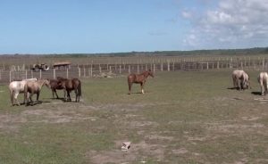 Homem é multado por manter cavalos em área de preservação