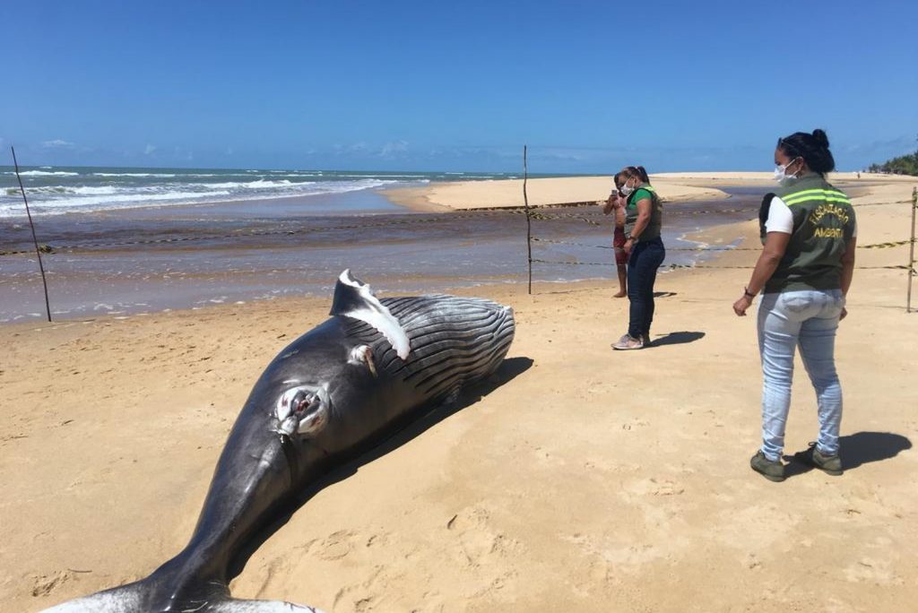 Trancoso: Filhote de baleia é encontrado morto
