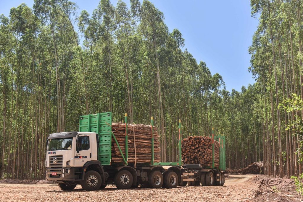 Setor florestal gera 200 mil empregos na Bahia