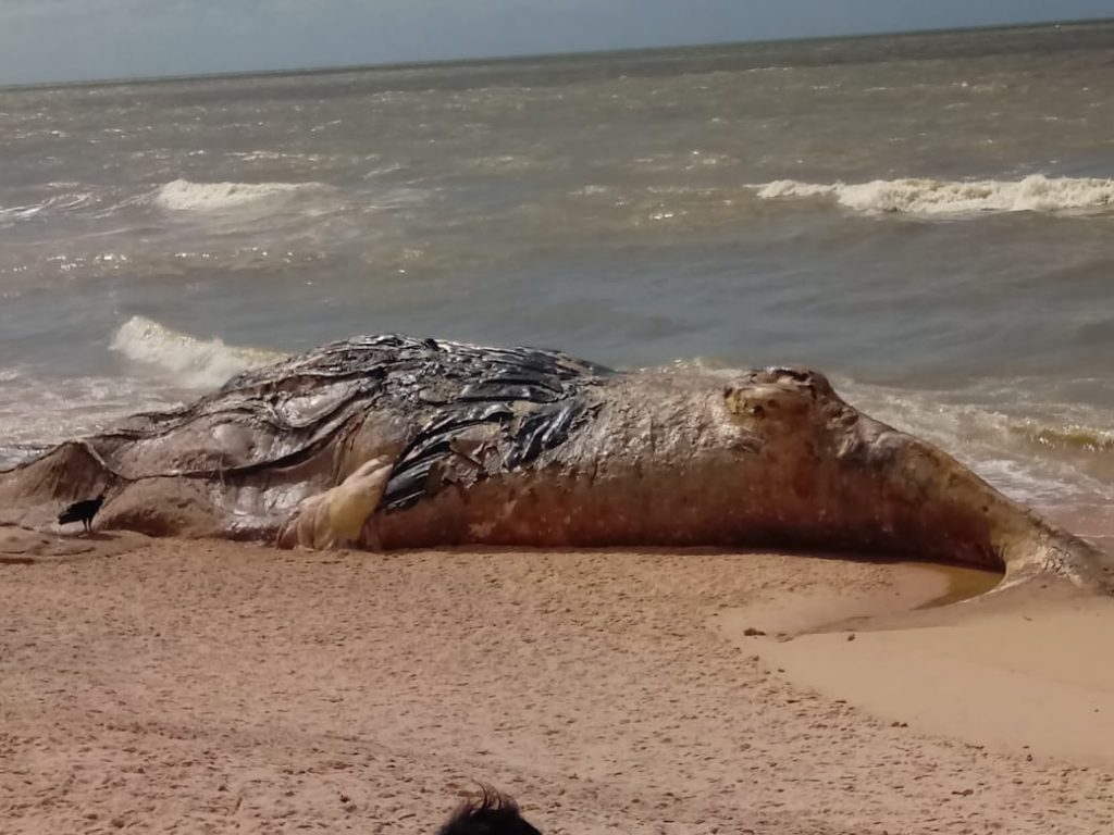Baleia jubarte é encontrada morta em praia de Alcobaça