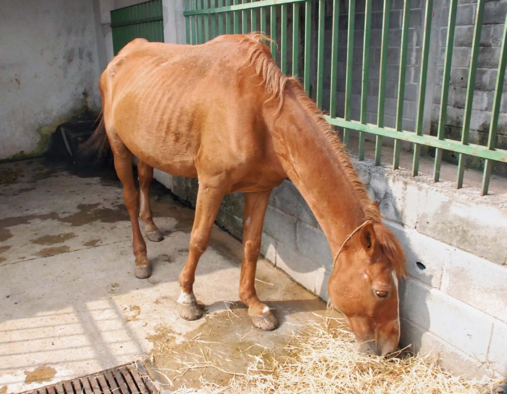 Porto Seguro: Cavalos abandonados são resgatados