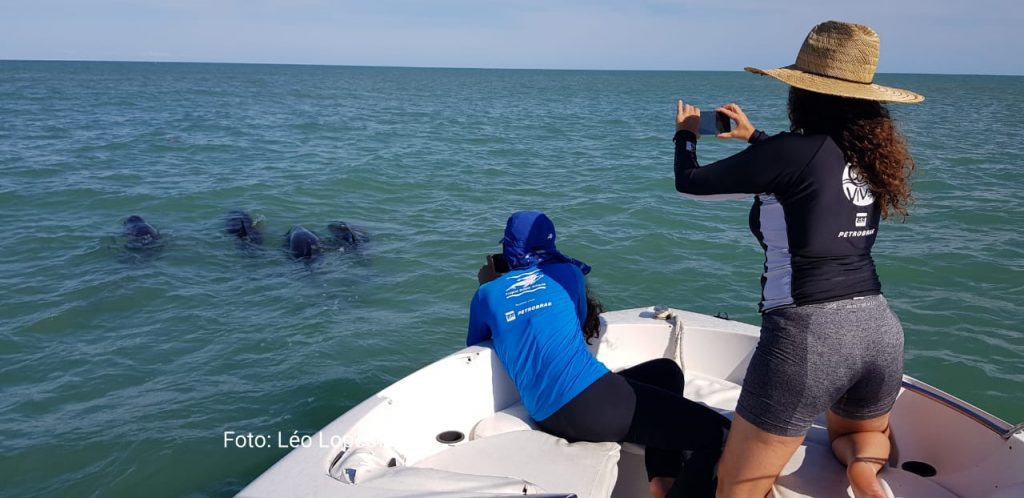 Grupo de golfinhos orca-pigmeias é resgatado na orla de Porto Seguro