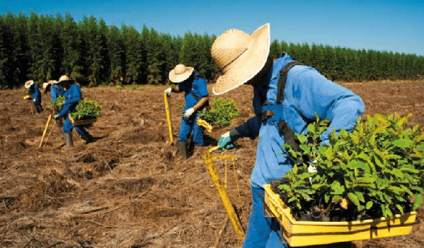 Eucalipto é alternativa para a diversificação de renda para produtores rurais baianos