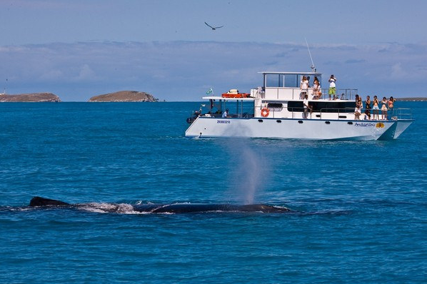 Borrifos das baleias jubarte são coletados para analisar a qualidade da água em Abrolhos