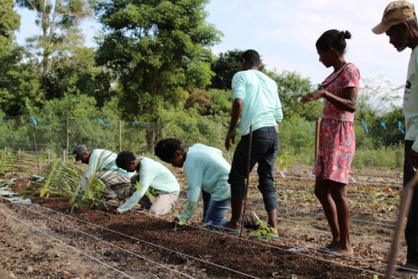 Suzano promove formação para agricultores da mandiocultura no extremo sul