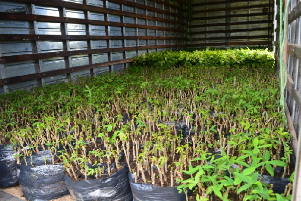 Agricultores de Alcobaça e outros 11 municípios recebem 173 mil mudas da Biofábrica