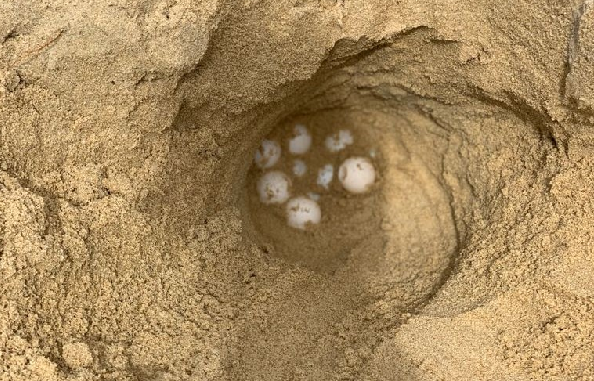 Primeiros ninhos com ovos de tartarugas começam ser encontrados nas praias de Mucuri