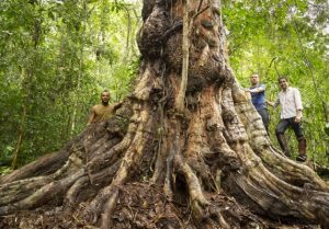 Câmara dos Deputados aprova Projeto que cria Monumento Natural do Pau-Brasil em Itamaraju