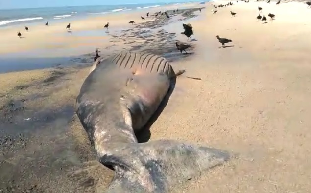 Filhote de baleia Jubarte é encontrado morto na praia do Quati em Prado
