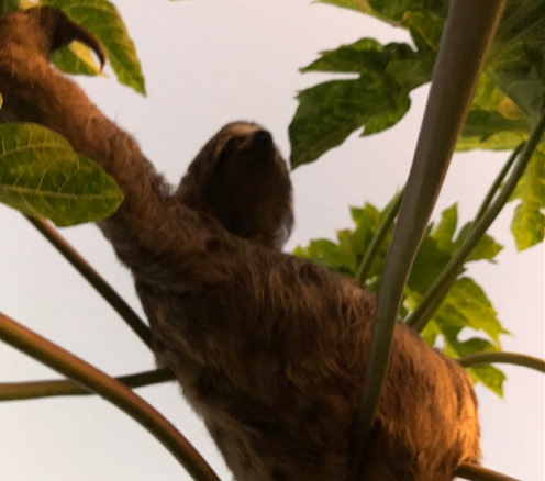 Itamaraju: Bicho-preguiça encontrado em área urbana é solto em Parque Nacional 