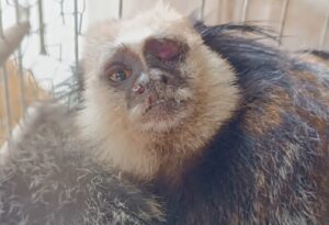 Macaco Sagui é resgatado com ferimentos em Itamaraju e enviado para o CETAS